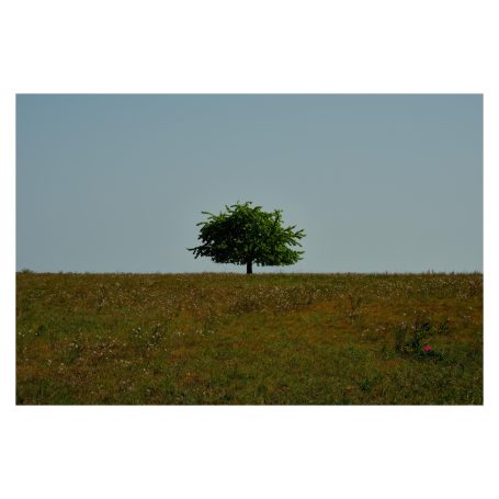 Boom in open landschap, minimalistische landschapsfotografie