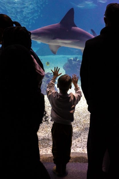 Kind wijst naar haai in aquarium, reportagefotografie